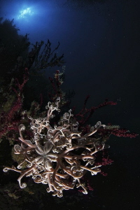 Gorgone Starfish, Giannutri Island by Marco Gargiulo 